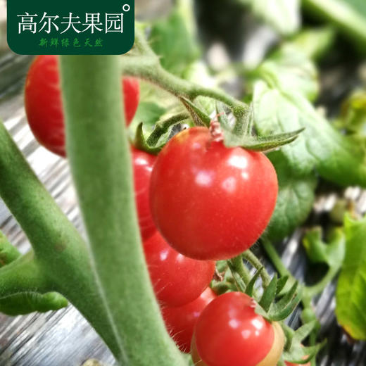 丹麥西紅柿生產商價格飆漲，童話里都是騙人的！
