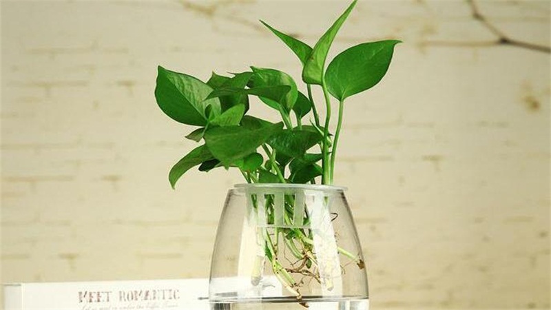 
養綠蘿盆栽怎么養？的好處和壞處？