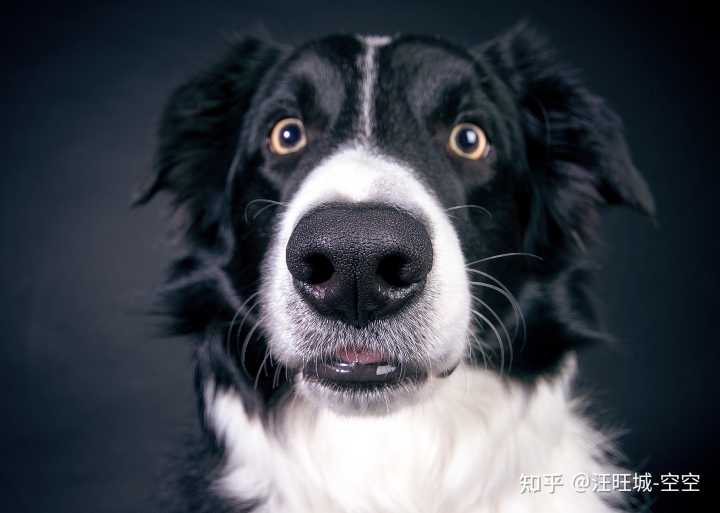 與狗相處十三年，我想我的回答能夠給題主一些幫助
