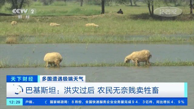 
巴基斯坦全國有93萬只牲畜死亡僅信德省就有超過80萬公頃農地