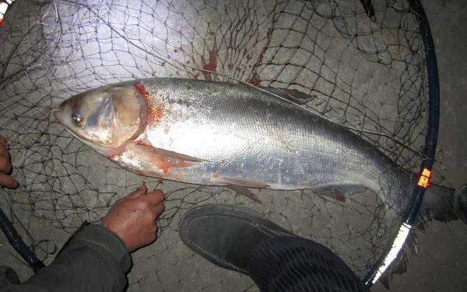 釣鰱鳙魚