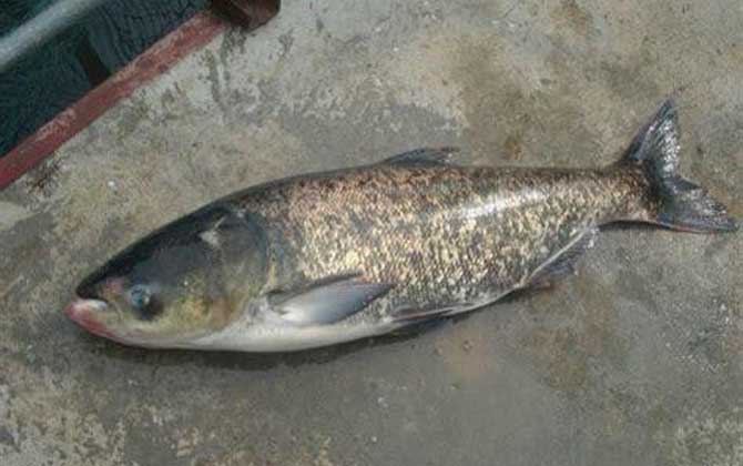 釣鰱鳙魚