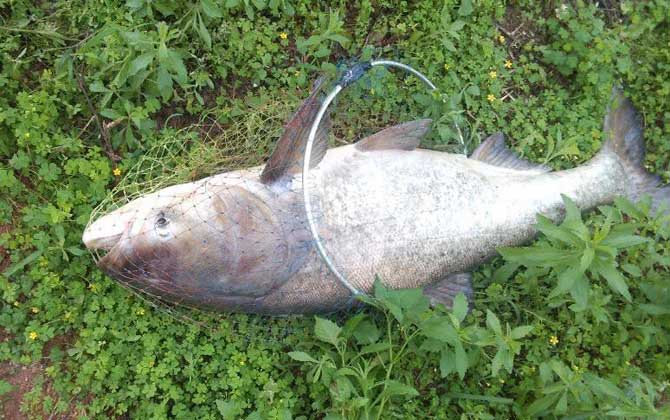 釣鰱鳙魚