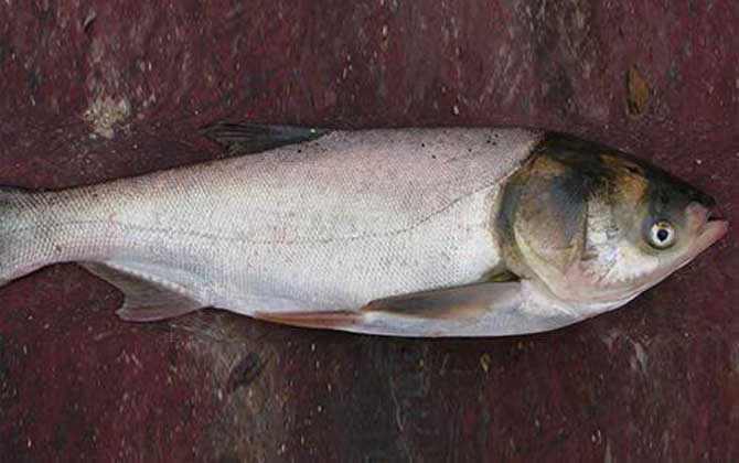 釣鰱鳙魚