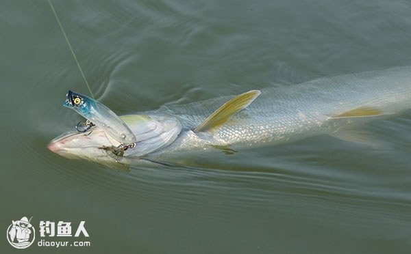 海竿鰱鳙魚釣法_手竿釣鰱魚鳙魚技巧_釣鳙魚的技巧