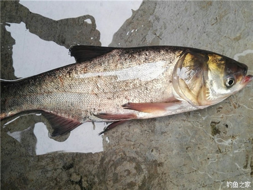 釣鳙魚的技巧_手竿釣鰱魚鳙魚技巧_海竿鰱鳙魚釣法