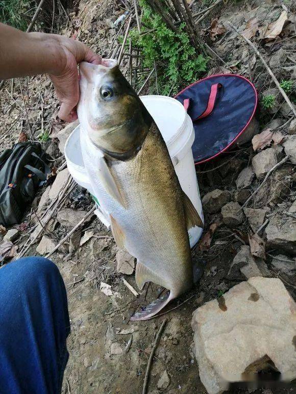 手竿釣鰱鳙魚調(diào)漂法圖_專業(yè)釣鰱鳙魚視頻_釣鳙魚的技巧