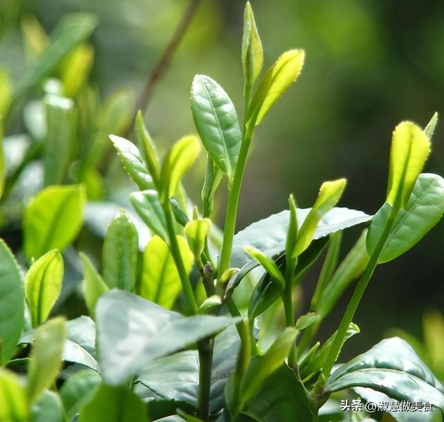 鐵觀音濕茶沖泡方法_鐵觀音茶沖泡方法_鐵觀音沖泡方法