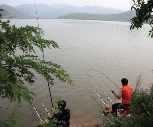 鳙魚怎么釣_釣鳙魚的技巧_豆渣釣鰱鳙魚怎么發(fā)酵