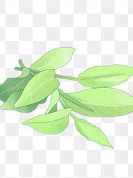 普洱茶泡好放冰箱能喝嗎六大茶類中，西雙版納普洱茶哪家靠譜綠茶
