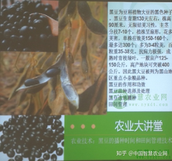 黑豆播種前種子經(jīng)精選黑豆品種選擇及處理方法！