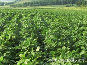枇杷苗的種植方法_黑豆苗的種植方法_龍眼苗的正確種植方法