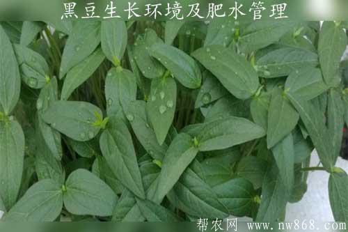枇杷苗的種植方法_黑豆苗的種植方法_龍眼苗的正確種植方法