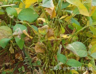 黑豆苗的種植方法_龍眼苗的正確種植方法_枇杷苗的種植方法