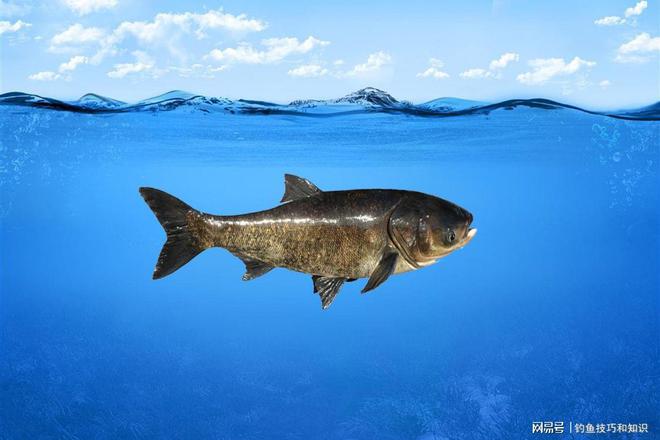【釣魚技巧】秋季釣鰱鳙的技巧及搭配
