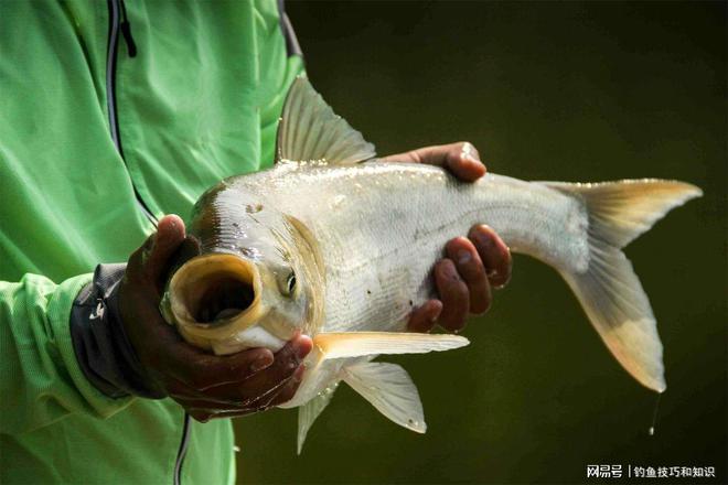 手竿釣鰱魚鳙魚技巧_釣鳙魚的技巧_釣鳙魚技巧