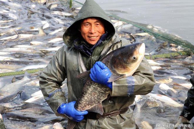 釣鳙魚技巧_釣鳙魚的技巧_手竿釣鰱魚鳙魚技巧