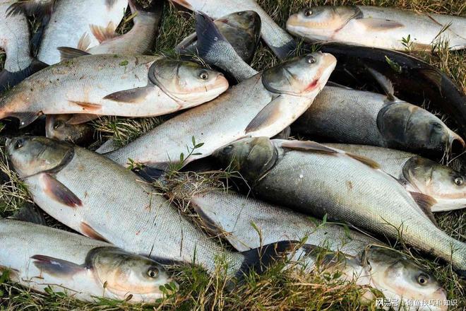 釣鳙魚技巧_手竿釣鰱魚鳙魚技巧_釣鳙魚的技巧