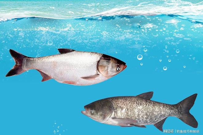 手竿釣鰱魚鳙魚技巧_釣鳙魚的技巧_釣鳙魚技巧