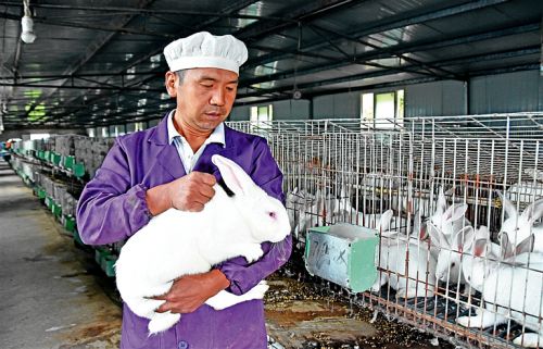 
“養兔能人”瞿剛師向趕來學習養兔技術(圖)