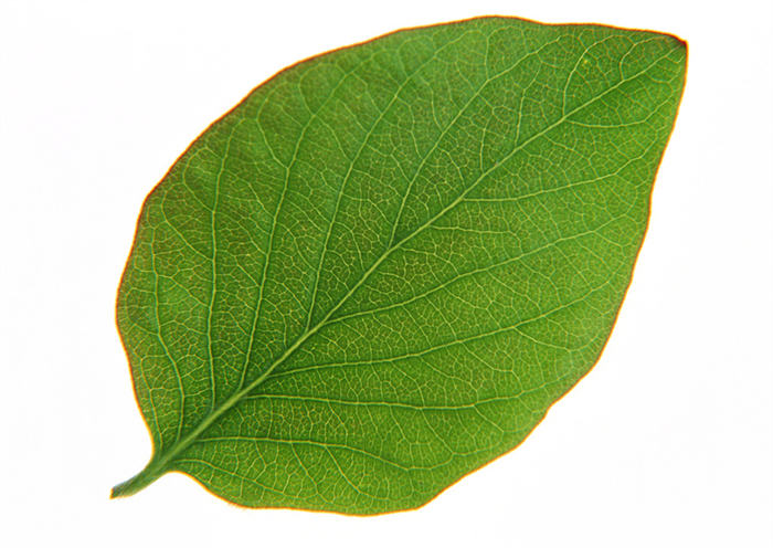 佛手瓜種植技術(shù)和方法？佛手瓜栽培技術(shù)及訣竅？