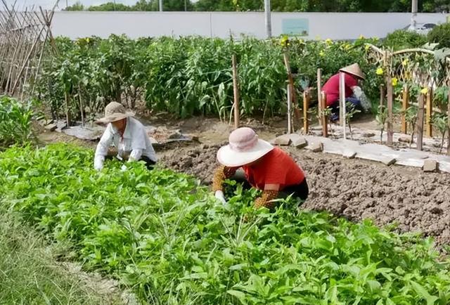 4月想種菜，推薦7種“懶人蔬菜”，不用買種子就能種