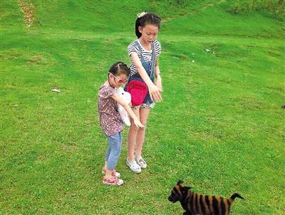 
多為黑心商販對(duì)土狗幼犬進(jìn)行人工染色而成(圖)