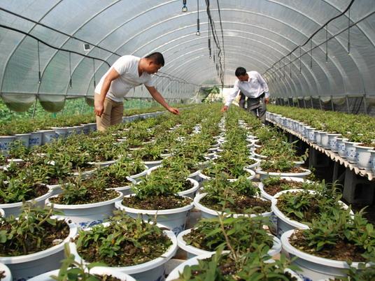 
石斛的種植方法有哪些？石斛種植的方法及要求