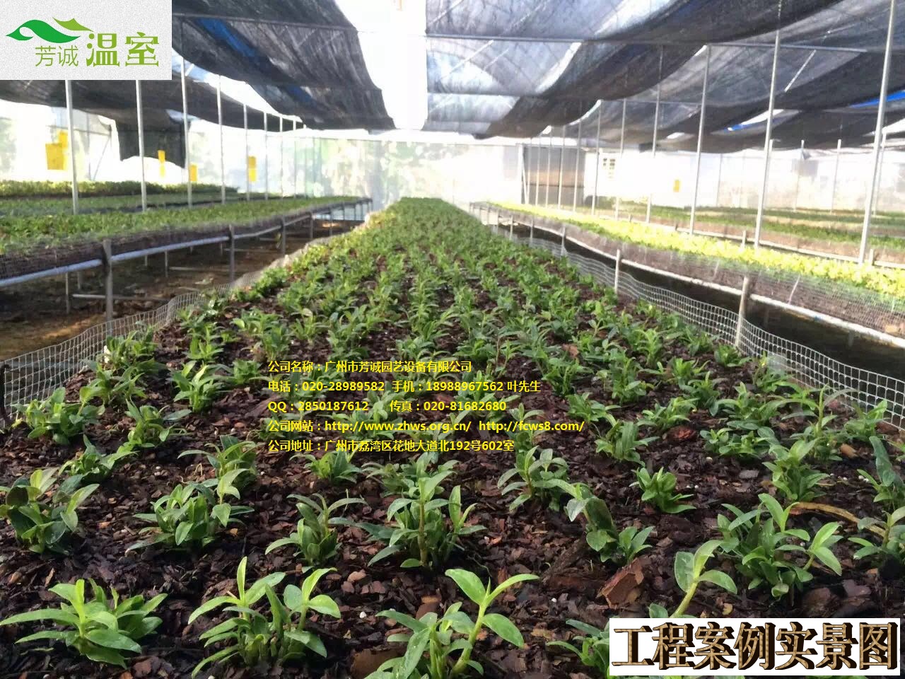 本站小編石斛屬植物林下和棚內(nèi)仿野生種植技術(shù)
