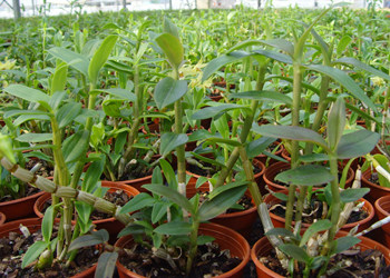 2016年全國(guó)藥用植物及植物藥學(xué)術(shù)研討會(huì)論文摘要集(一)