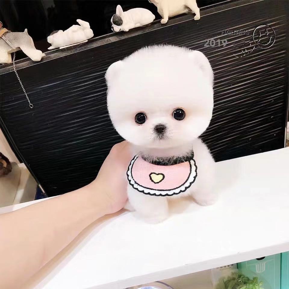 花千骨發現白子畫種絕情之水是哪幾_犬冢花1002犬冢花_花700買虎皮犬回家發現是染色狗
