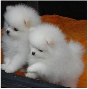 犬冢花1002犬冢花_花千骨發現白子畫種絕情之水是哪幾_花700買虎皮犬回家發現是染色狗