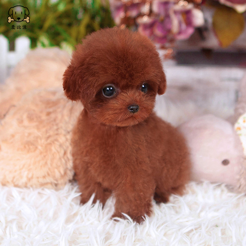犬冢花1002犬冢花_花千骨發現白子畫種絕情之水是哪幾_花700買虎皮犬回家發現是染色狗
