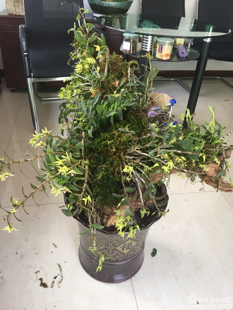 樹樁種植石斛怎么種植？樹樁石斛的方法有哪些？