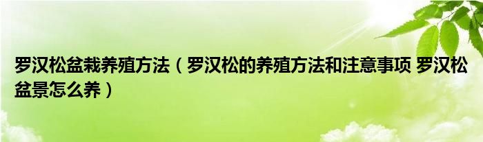 
羅漢松羅漢松養殖的澆水方法和注意事項羅漢松盆景怎么養？