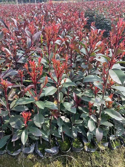 青州紅葉石楠球、什么價格