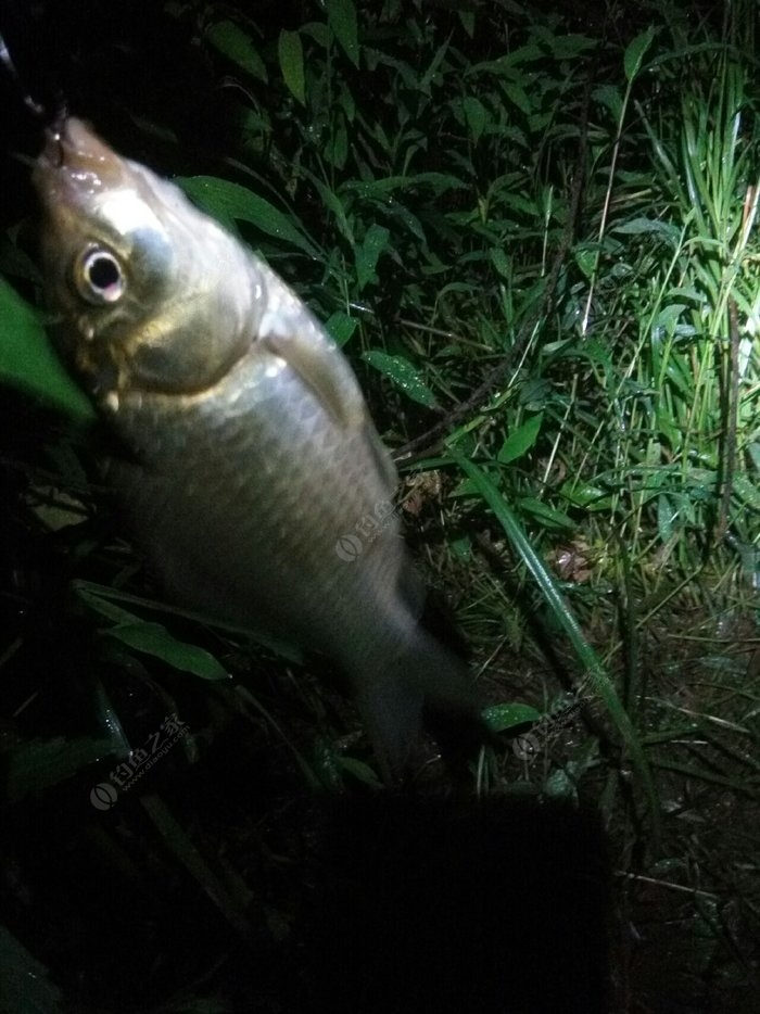 鯽魚釣法技巧野釣_夜釣鯽魚技巧_秋季釣鯽魚技巧