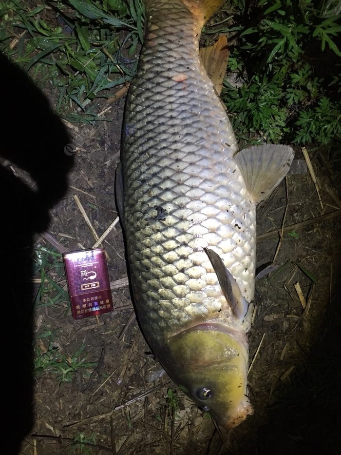 夜釣鯽魚技巧_鯽魚釣法技巧野釣_秋季釣鯽魚技巧