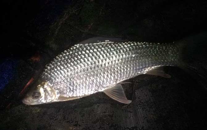 夏季釣魚不同，釣法到位魚往往會(huì)瘋狂咬鉤！