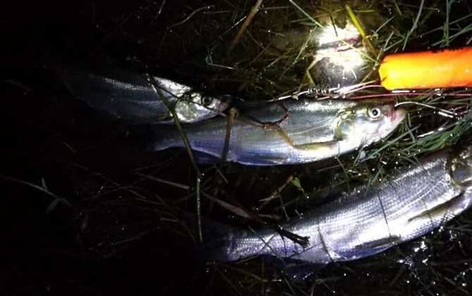 夜釣