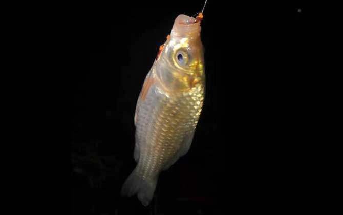 夜釣