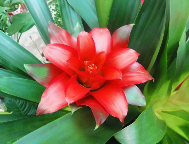 鴻運(yùn)當(dāng)頭花的養(yǎng)殖方法