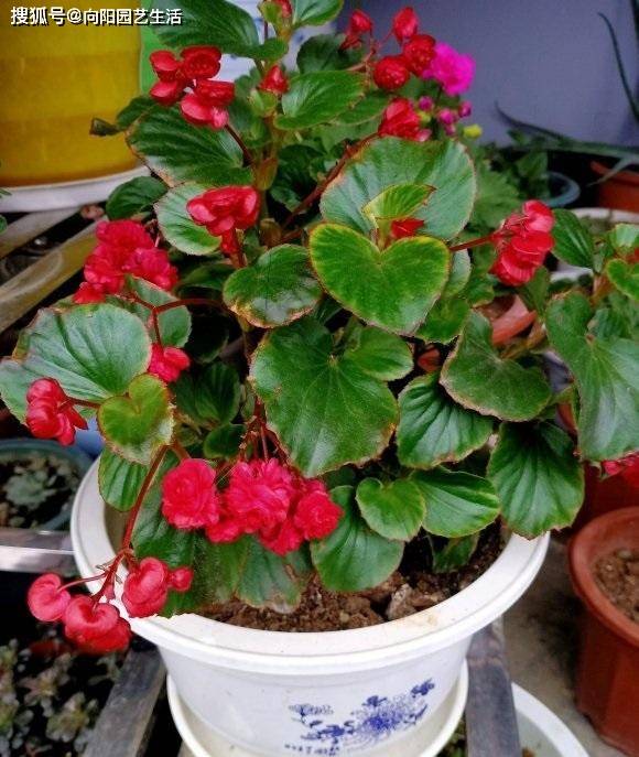 盆栽海棠花的養(yǎng)殖方法_梨花海棠的養(yǎng)殖方法_球根海棠的養(yǎng)殖方法