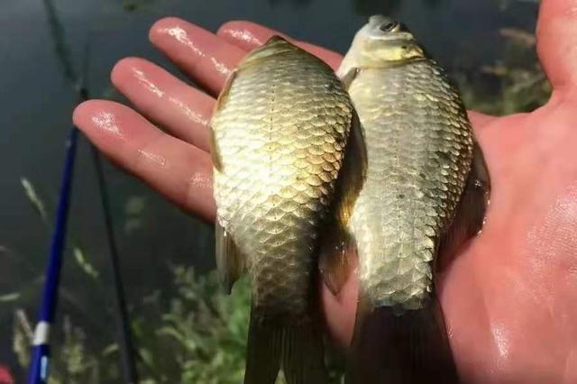 黑坑偷驢打窩方法_黃河海竿打窩方法_打窩子方法