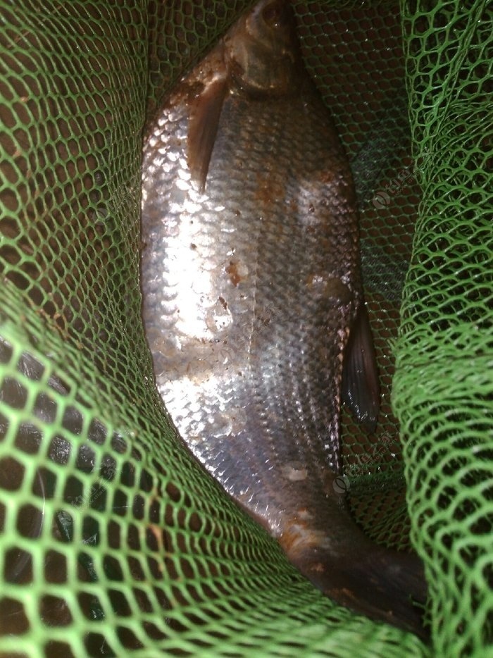 【釣魚技巧】春天釣魚如何打窩？大窩子的做法
