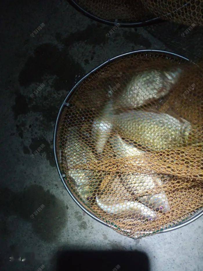 打窩子方法_海釣打窩方法_黑坑偷驢打窩方法