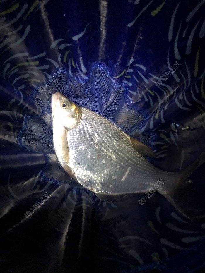 海釣打窩方法_黑坑偷驢打窩方法_打窩子方法