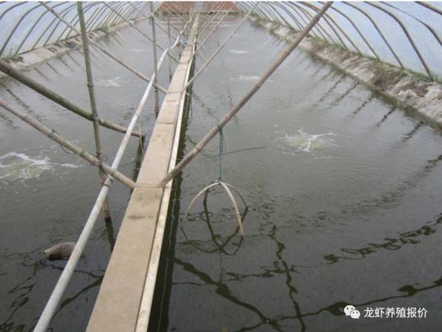 發財樹的養殖方法和注意事項竹的養殖方法和注意事項_興旺竹的養殖方法_竹節水草的養殖方法