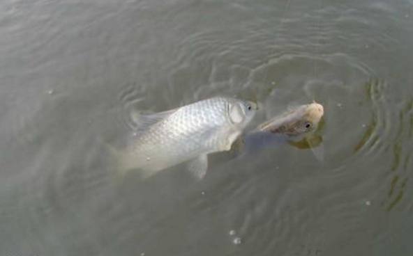 冬季釣鯽魚技巧，野釣高手教你打窩做窩技巧，冬天把大鯽魚釣回家