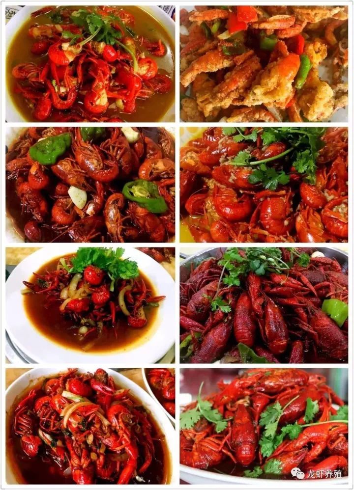 龍蝦人的困惑：現(xiàn)將養(yǎng)殖小龍蝦更好設(shè)坡長方形長方形
